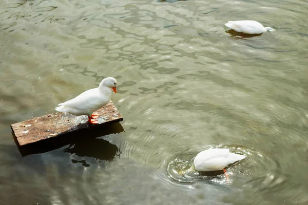 Cisne blanco — Foto de Stock