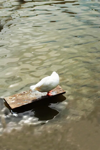 Cisne blanco —  Fotos de Stock