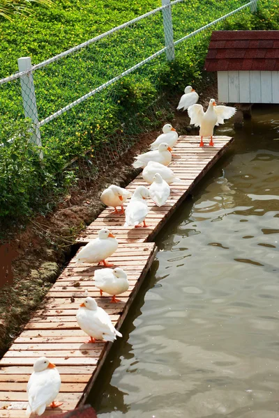 Cisne blanco — Foto de Stock