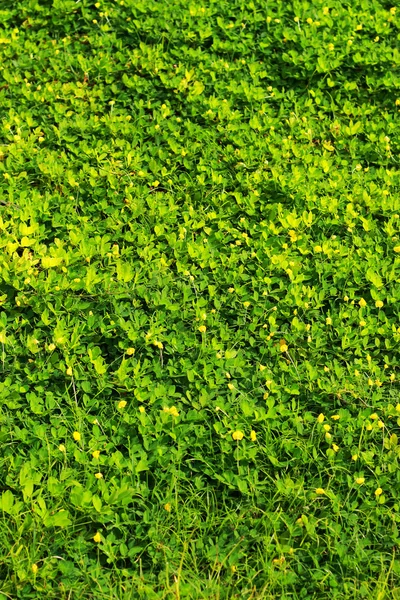 Grüne Blätter. — Stockfoto