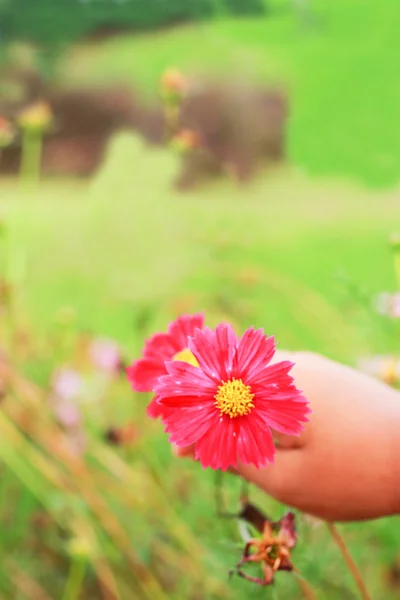 Cosmos - Pembe çiçek tutan çocuk — Stok fotoğraf
