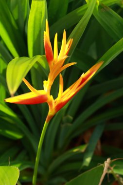 heliconia sarı çiçek