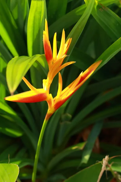 Gele Heliconia bloem — Stockfoto