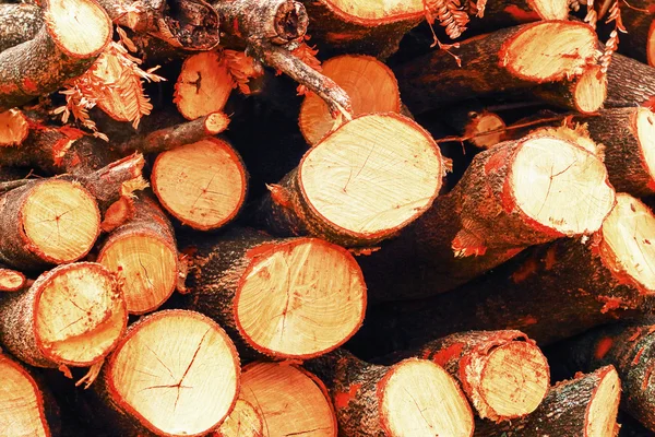 Hromadu borového dřeva pozadí textury — Stock fotografie
