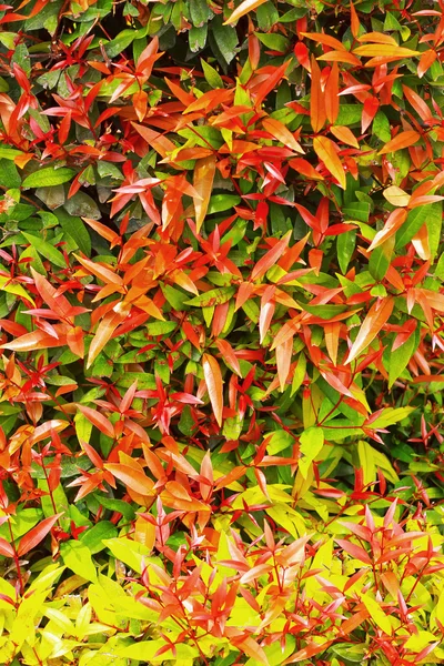 Folhas verdes e vermelhas no jardim — Fotografia de Stock