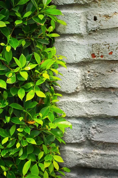 Folhas verdes na parede. — Fotografia de Stock