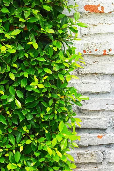 Groene bladeren aan de muur. — Stockfoto