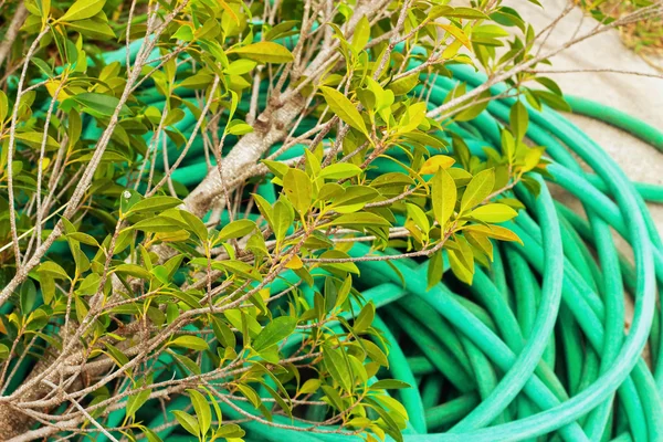 Árbol cayó sobre una manguera verde . — Foto de Stock