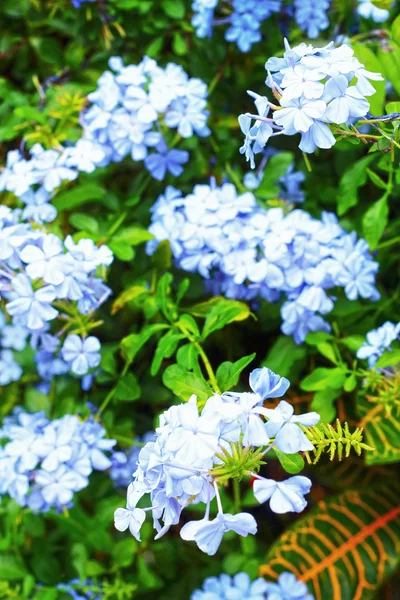 Paarse bloemen in de tuin. — Stockfoto