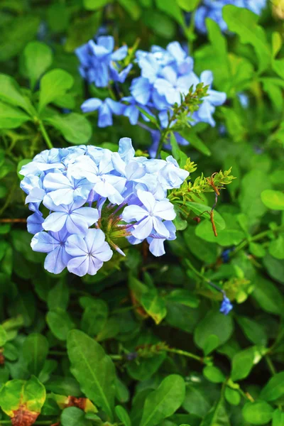 Flores púrpuras en el jardín. —  Fotos de Stock