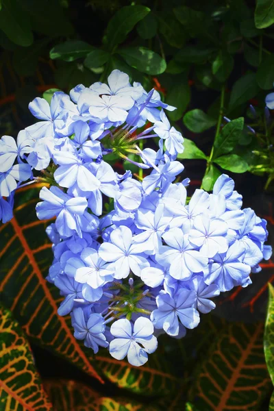 Lila Blumen im Garten. — Stockfoto