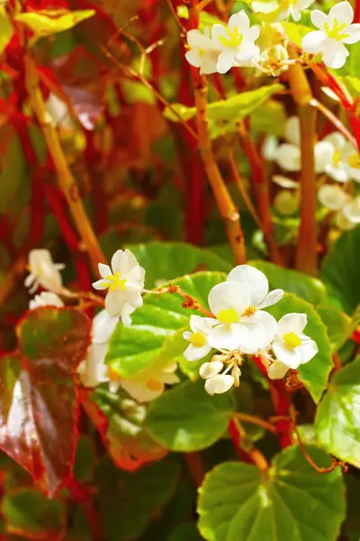 Flores blancas —  Fotos de Stock