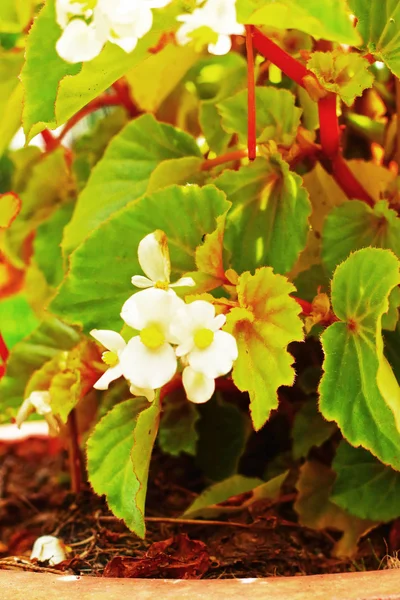 White flowers