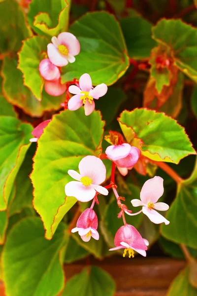 Pink flowers in the nature — Stock Photo, Image