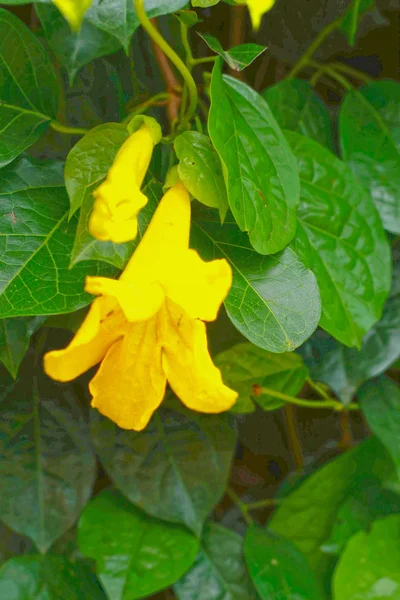 Gelbe Blüten — Stockfoto