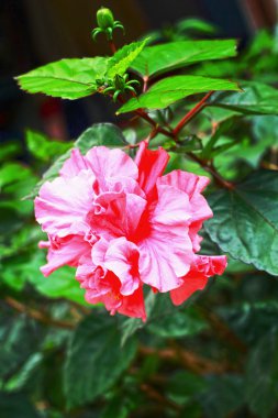 doğada pembe hibiscus çiçek