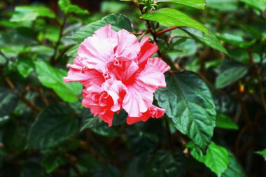 doğada pembe hibiscus çiçek
