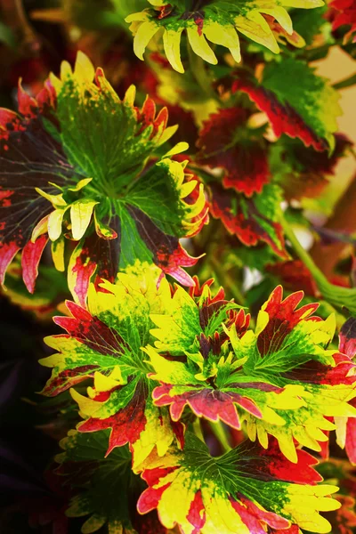Grüne und rote Blätter in schönen Gärten. — Stockfoto
