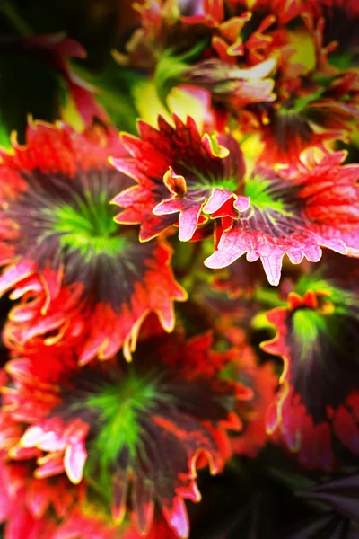 Hojas verdes y rojas en el jardín —  Fotos de Stock