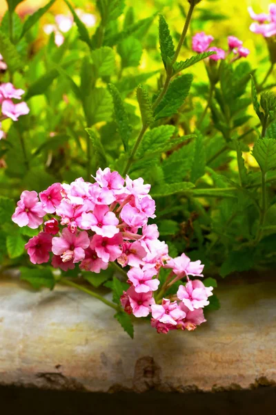 Rózsaszín virágok a természetben — Stock Fotó