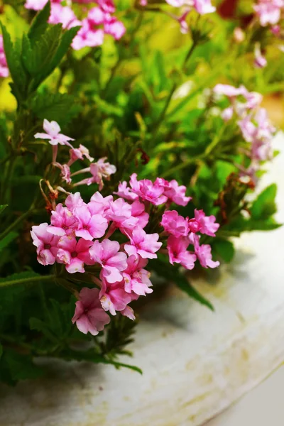 Pink flowers in the nature — Stock Photo, Image
