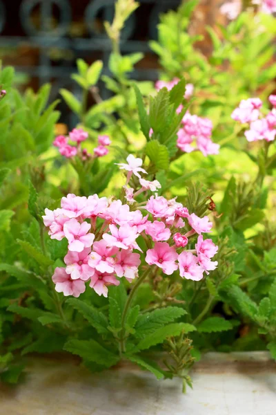 Pink flowers in the nature — Stock Photo, Image