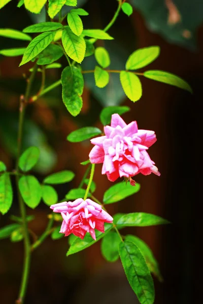 Pink rose — Stock Photo, Image