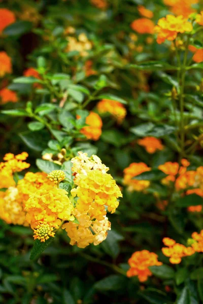 Lantana žluté květy — Stock fotografie
