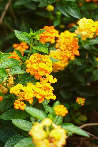 Lantana sárga virágok — Stock Fotó