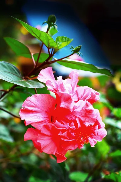 Pink hibiscus flowers in nature — Stock Photo, Image