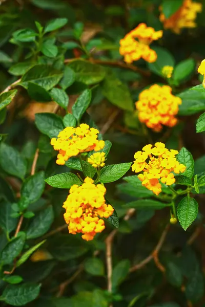 马缨丹黄色花 — 图库照片