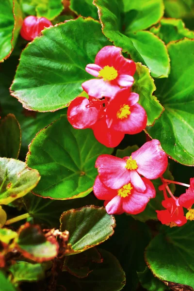 Pink flowers in the nature — Stock Photo, Image