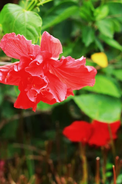 Röd hibiskus blommor i naturen — Stockfoto