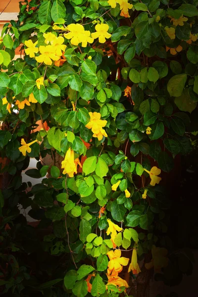 Yellow flowers in the garden — Stock Photo, Image