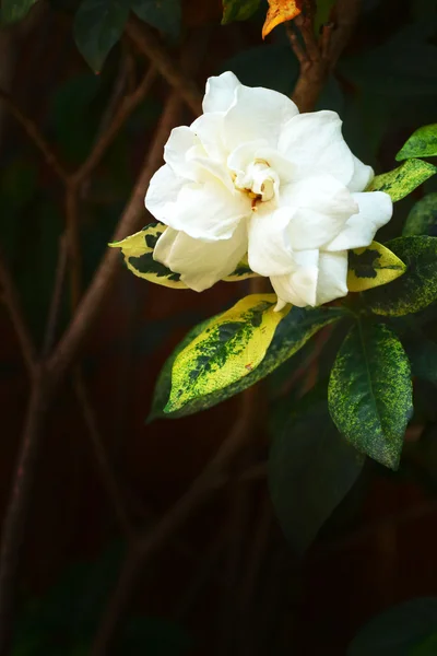 Canna Lily white flowers — Stock Photo, Image