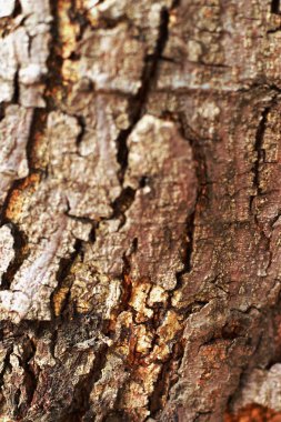 eski ahşap arka plan doku - vintage