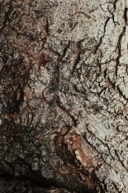 eski ahşap arka plan doku - vintage