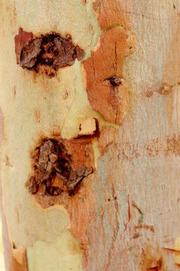 Okaliptüs ağacı arka plan.