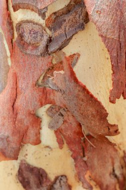 Okaliptüs ağacı arka plan.