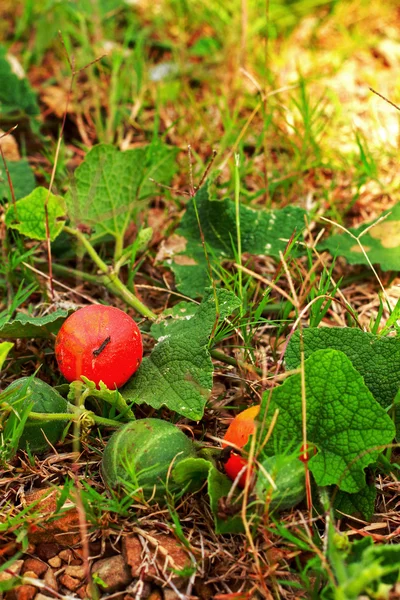 Weinig watermeloen op natuurlijke grond. — Stockfoto