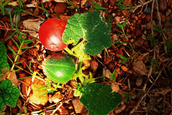 Weinig watermeloen op natuurlijke grond. — Stockfoto