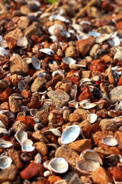 Brown stone background with shells. — Stock Photo, Image