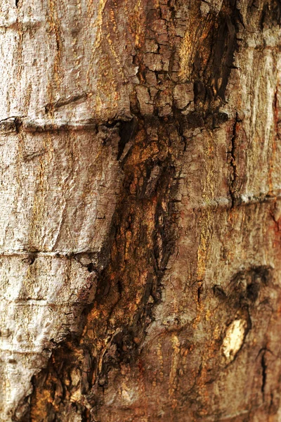 오래 된 나무 배경 텍스처-빈티지 — 스톡 사진