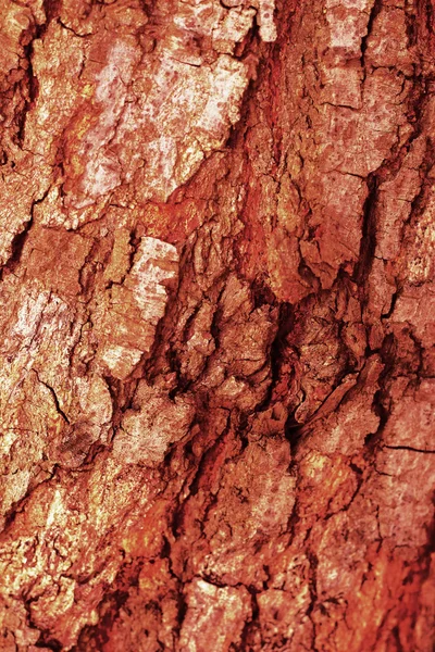 Gamla trä bakgrundsstruktur - vintage — Stockfoto