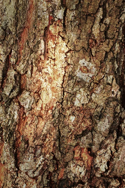 Régi fa háttér textúra - vintage — Stock Fotó