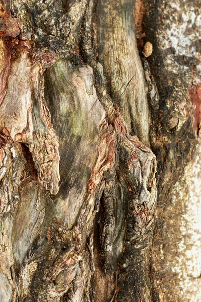 老木背景纹理-复古 — 图库照片
