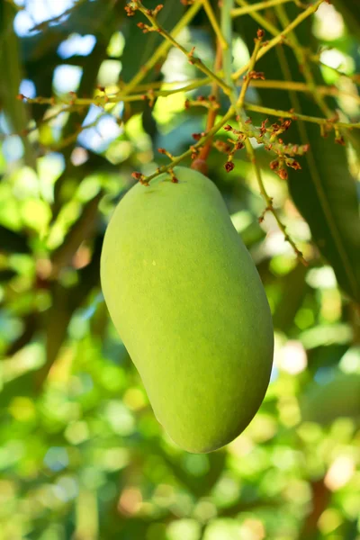 Mango on tree — Stock Photo, Image