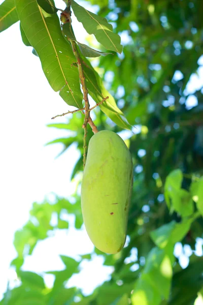 Манго на дереве — стоковое фото
