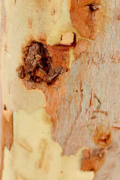 Fondo del árbol de eucalipto . — Foto de Stock