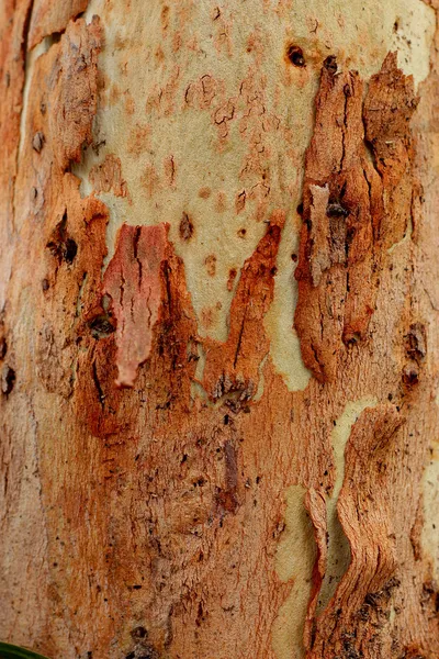Eucalyptus boom achtergrond. — Stockfoto